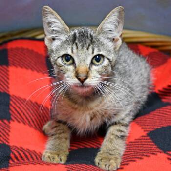 Ford -  Domestic Short Hair Cat for Adoption in Beaumont, Texas - Ford | PetCurious
