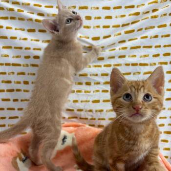Caine -  Domestic Short Hair Cat for Adoption in Puslinch, Ontario - Caine | PetCurious