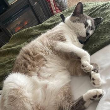 Siamese Cats Available for Adoption - Sully (aka Prince 5) | PetCurious