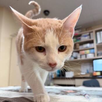 Zack w/ Zeke - Twice the Orange -  Domestic Short Hair Cat for Adoption in Flagstaff, Arizona - Zack W/ Zeke - Twice The Orange | PetCurious
