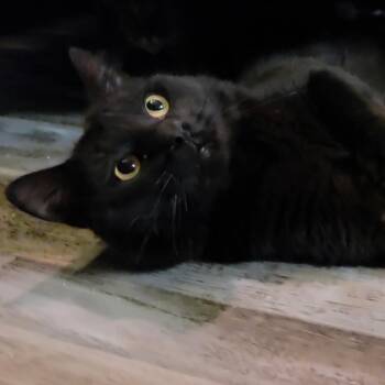 Denmark -  Domestic Medium Hair Cat for Adoption in Bloomington, Illinois - Denmark | PetCurious