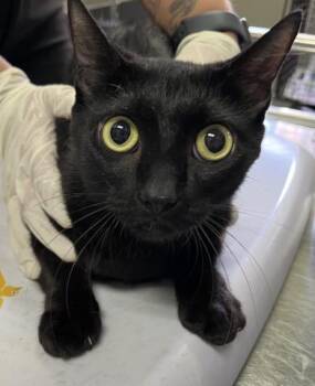 ORCA -  Domestic Short Hair Cat for Adoption in Pensacola, Florida - ORCA | PetCurious