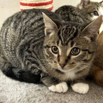 Spritz -  Domestic Short Hair Cat Available for Adoption in Brownsboro, Alabama - Spritz | PetCurious