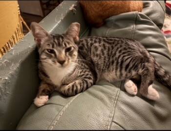 Rescue Domestic Short Hair Cats for Adoption in Folsom, California - Percy | PetCurious