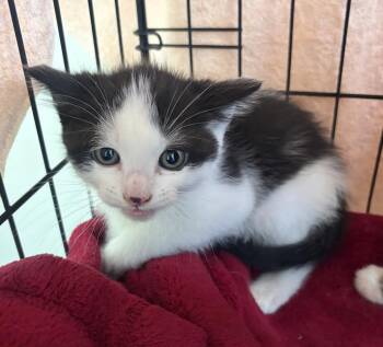 Splash -  Domestic Short Hair Cat for Adoption in Challis, Idaho - Splash | PetCurious
