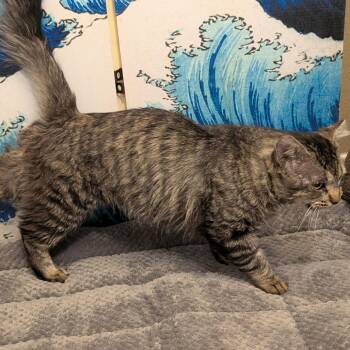 Domestic Short Hair Cats Available for Adoption in Long Beach, California - Billie | PetCurious