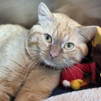 Mega -  Domestic Short Hair Cat for Adoption in Matteson, Illinois - Mega | PetCurious