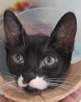 Pixie -  Domestic Short Hair Cat for Adoption in Honolulu, Hawaii - Pixie | PetCurious