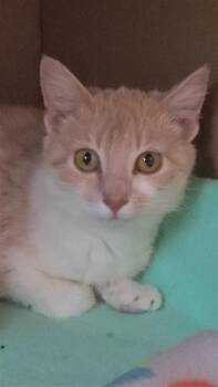 Domestic Short Hair Cats Available for Adoption in Fayetteville, Arkansas - Sally | PetCurious