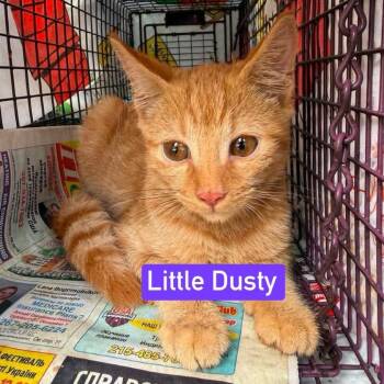 Little Dusty -  Domestic Short Hair Cat for Adoption in Philadelphia, Pennsylvania - Little Dusty | PetCurious