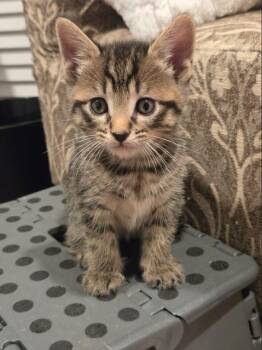 Ralphie -  Domestic Short Hair Cat for Adoption in Oradell, New Jersey - Ralphie | PetCurious