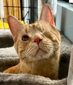 Domestic Short Hair Cats Available for Adoption - Julius | PetCurious