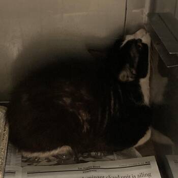 Domestic Short Hair Cats Available for Adoption in Hawthorne, California - Tuxedo | PetCurious