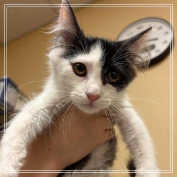 FWT Hopper -  Domestic Short Hair Cat for Adoption in Midland, Texas - FWT Hopper | PetCurious