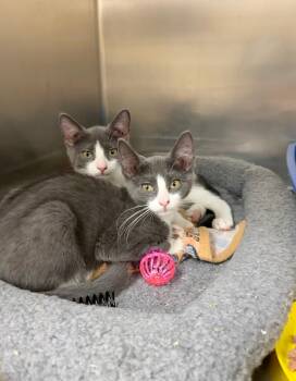 Princess & Trinity -  Domestic Short Hair Cat for Adoption in Wantagh, New York - Princess & Trinity | PetCurious