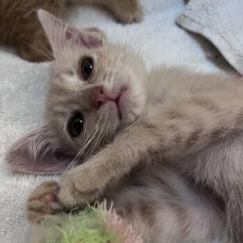 Spritz -  Domestic Short Hair Cat for Adoption in Durham, North Carolina - Spritz | PetCurious