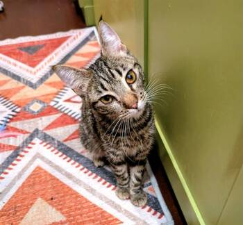 Rescue Domestic Short Hair Cats for Adoption in Colorado Springs, Colorado - SAMANTHA | PetCurious