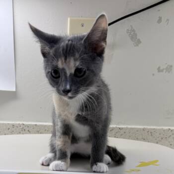 Domestic Short Hair Cats Available for Adoption in New Fairfield, Connecticut - Etta | PetCurious