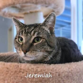Jeremiah -  Domestic Short Hair Cat for Adoption in Yucaipa, California - Jeremiah | PetCurious