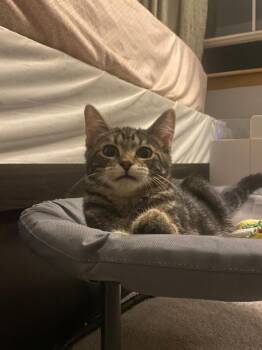 Rescue Domestic Short Hair Cats for Adoption in Mokena, Illinois - Stormy | PetCurious