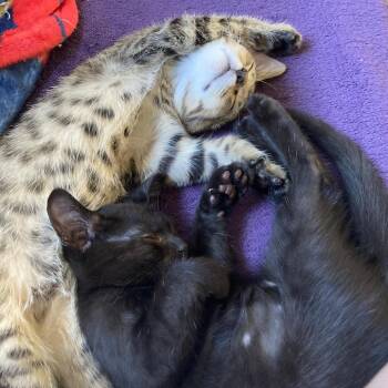 Squirrel -  Domestic Short Hair Cat for Adoption in Buffalo, New York - Squirrel | PetCurious