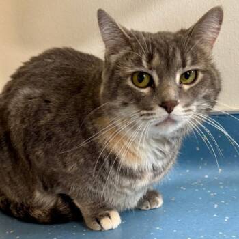 Rescue Domestic Short Hair Cats for Adoption in Saint Paul, Minnesota - Misty | PetCurious