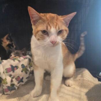 Domestic Short Hair Cats Available for Adoption in North Battleford, Saskatchewan - Freeloader | PetCurious