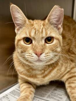 Domestic Short Hair Cats Available for Adoption in Wichita, Kansas - Candace | PetCurious