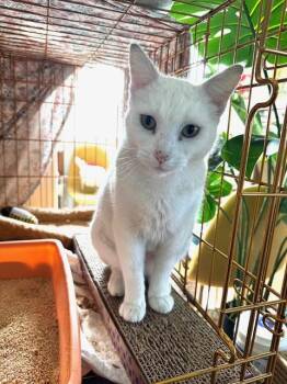 Rescue Domestic Short Hair Cats for Adoption in Los Angeles, California - Reina | PetCurious