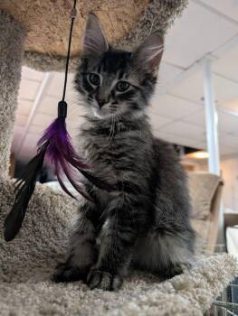 Mizar -  Maine Coon and Domestic Long Hair Cat for Adoption in Lake Orion, Michigan - Mizar | PetCurious