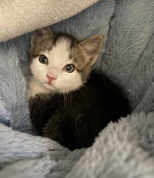 Kindle -  Domestic Short Hair Cat for Adoption in Challis, Idaho - Kindle | PetCurious