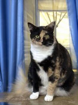 Lucille: Not at shelter (Barbe) -  Domestic Short Hair Cat for Adoption in Rustburg, Virginia - Lucille: Not At Shelter (Barbe) | PetCurious