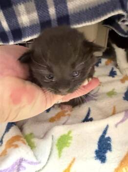 Gene -  Domestic Long Hair Cat for Adoption in Black Eagle, Montana - Gene | PetCurious