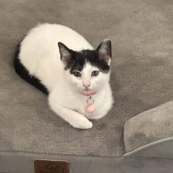 Domestic Short Hair Cats Available for Adoption in Charlotte, North Carolina - Pali (Hawaiian Kittens) | PetCurious