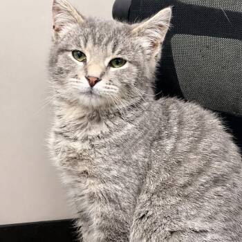 Domestic Short Hair Cats Available for Adoption in Jamestown, North Dakota - Kai | PetCurious