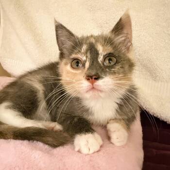 Tawny -  Domestic Short Hair Cat for Adoption in Cooperstown, New York - Tawny | PetCurious