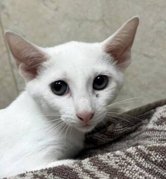 Bindi -  Domestic Short Hair Cat for Adoption in Honolulu, Hawaii - Bindi | PetCurious