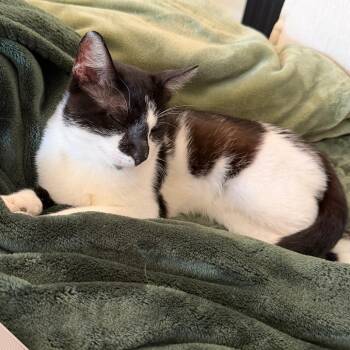 Lassi -  Domestic Short Hair Cat for Adoption in Sunrise, Florida - Lassi | PetCurious