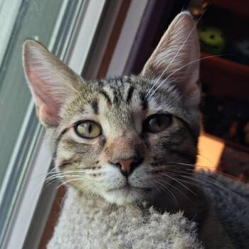Neil -  Domestic Short Hair Cat for Adoption in Pittsburgh, Pennsylvania - Neil | PetCurious