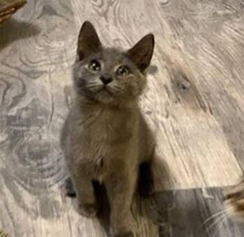 Blue-Y -  Domestic Short Hair Cat for Adoption in Vancouver, Washington - Blue-Y | PetCurious