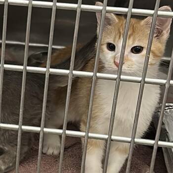 Flip-Flop -  Domestic Short Hair Cat for Adoption in Matteson, Illinois - Flip-Flop | PetCurious