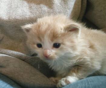 Buff 2 -  Domestic Short Hair Cat Available for Adoption in Fair Oaks, Indiana - Buff 2 | PetCurious
