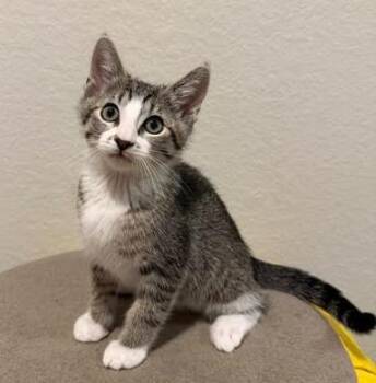 Thistle -  Domestic Short Hair Cat for Adoption in Magnolia, Texas - Thistle | PetCurious