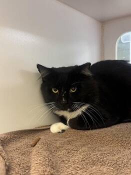 Spartacus -  Domestic Short Hair Cat for Adoption in Vero Beach, Florida - Spartacus | PetCurious