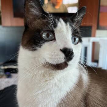 Harry -  Siamese Cat for Adoption - Harry | PetCurious