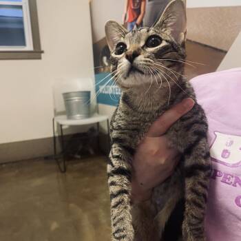 Domestic Short Hair Cats Available for Adoption - Dennis | PetCurious