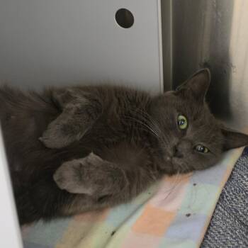 Angel -  Domestic Short Hair Cat for Adoption in Briarcliff Manor, New York - Angel | PetCurious