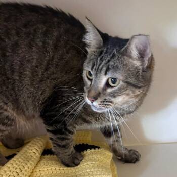 Whiskers -  Domestic Short Hair Cat for Adoption in Dekalb, Illinois - Whiskers | PetCurious