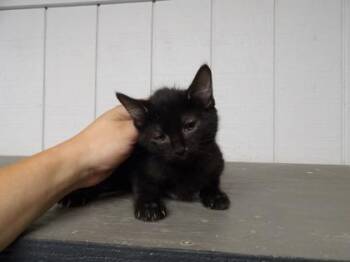 Fi -  Domestic Short Hair Cat for Adoption in Leitchfield, Kentucky - Fi | PetCurious