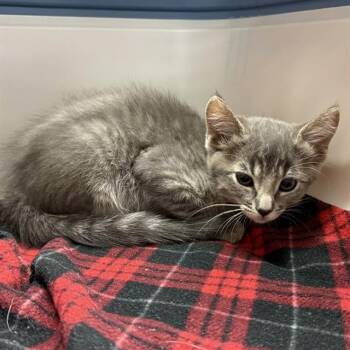 CLEO -  Domestic Short Hair Cat for Adoption in Rancho Cucamonga, California - CLEO | PetCurious